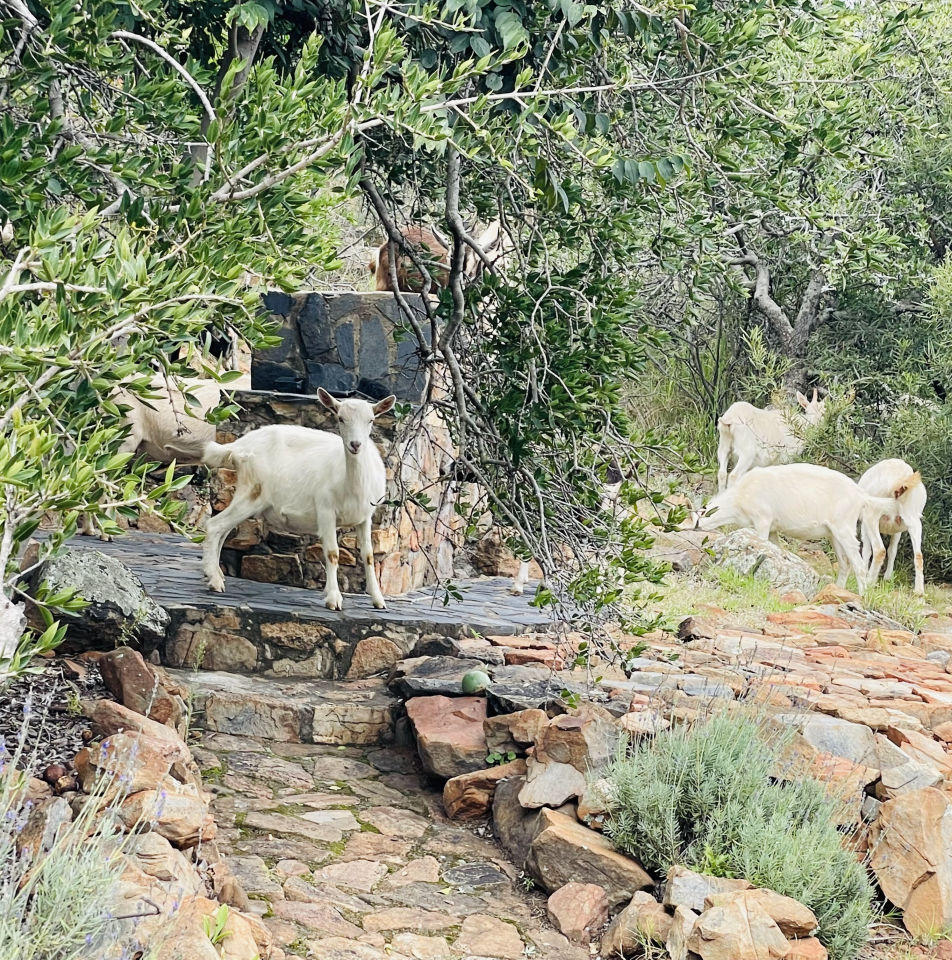Pic of goats by Zahné 